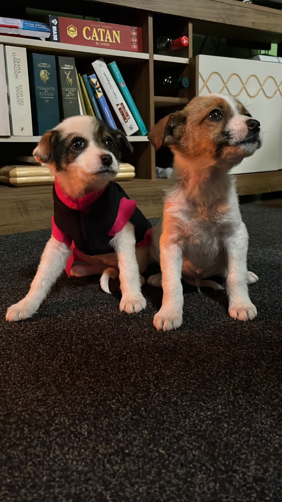 Dos perritos rescatados de Patitas del Sur